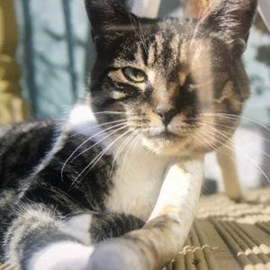 Meet your Posher, Simon